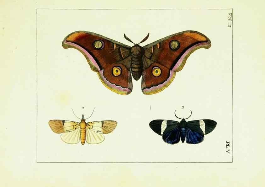 Reproducción/Reproduction 9248529230: Illustrations of natural history.. London,Printed for the author and sold by B. White,1770-82.