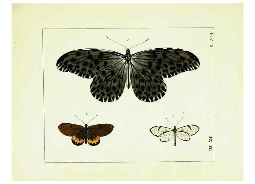 Reproducción/Reproduction 9245750237: Illustrations of natural history.. London,Printed for the author and sold by B. White,1770-82.