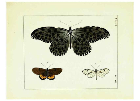 Reproducción/Reproduction 9245750237: Illustrations of natural history.. London,Printed for the author and sold by B. White,1770-82.