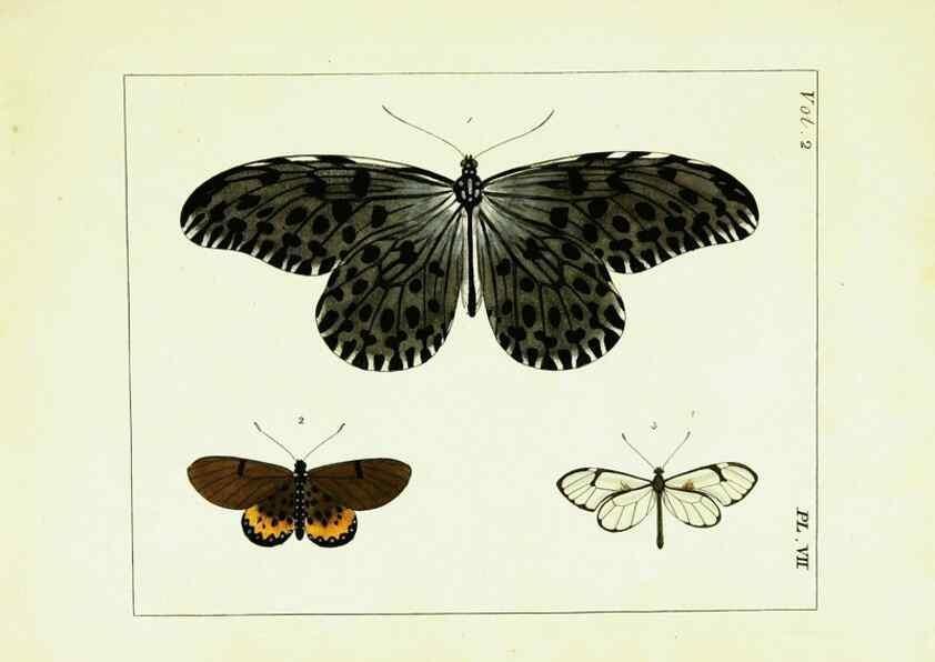 Reproducción/Reproduction 9245750237: Illustrations of natural history.. London,Printed for the author and sold by B. White,1770-82.