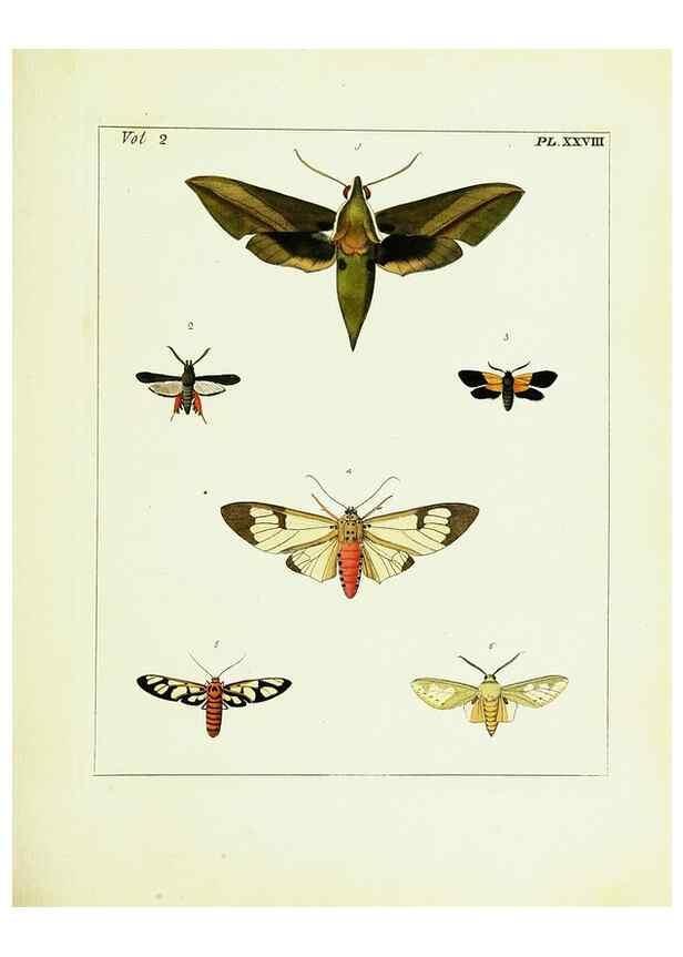 Reproducción/Reproduction 9245769183: Illustrations of natural history.. London,Printed for the author and sold by B. White,1770-82.