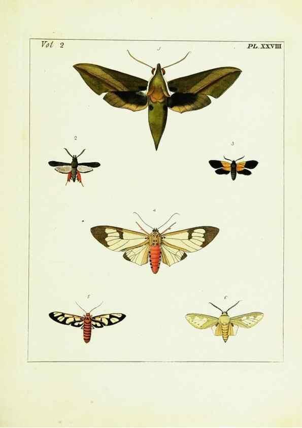 Reproducción/Reproduction 9245769183: Illustrations of natural history.. London,Printed for the author and sold by B. White,1770-82.