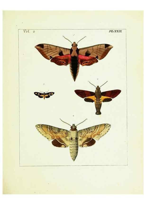 Reproducción/Reproduction 9248550688: Illustrations of natural history.. London,Printed for the author and sold by B. White,1770-82.