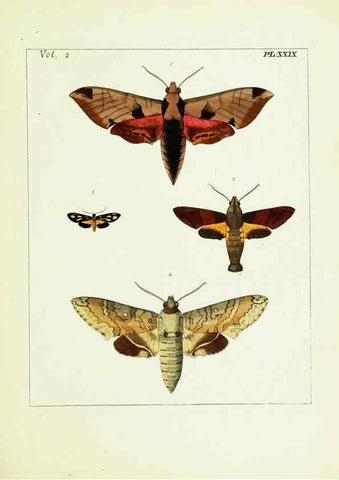 Reproducción/Reproduction 9248550688: Illustrations of natural history.. London,Printed for the author and sold by B. White,1770-82.
