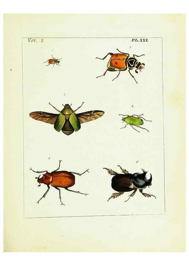 Reproducción/Reproduction 9248551406: Illustrations of natural history.. London,Printed for the author and sold by B. White,1770-82.