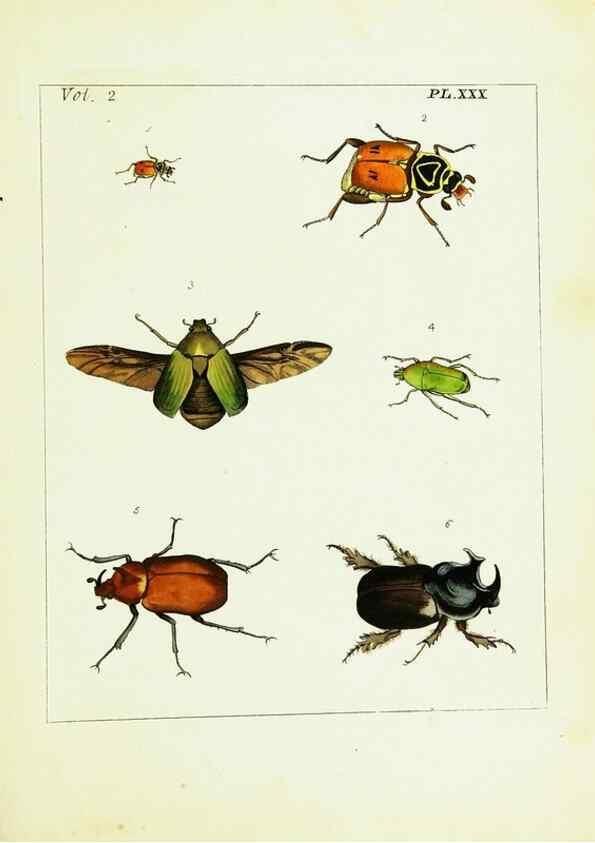 Reproducción/Reproduction 9248551406: Illustrations of natural history.. London,Printed for the author and sold by B. White,1770-82.