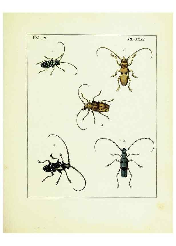 Reproducción/Reproduction 9248552198: Illustrations of natural history.. London,Printed for the author and sold by B. White,1770-82.
