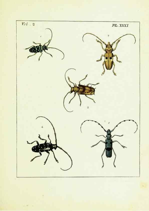 Reproducción/Reproduction 9248552198: Illustrations of natural history.. London,Printed for the author and sold by B. White,1770-82.
