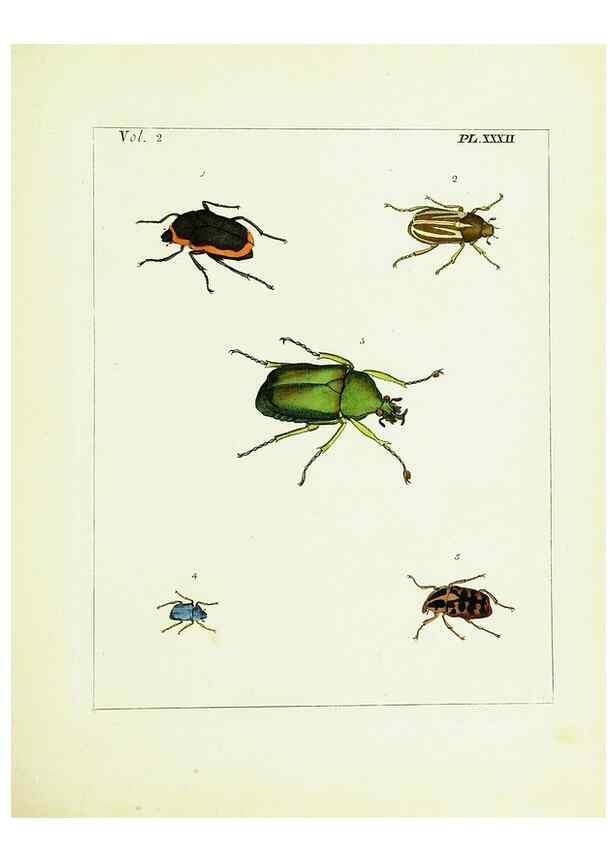 Reproducción/Reproduction 9245772167: Illustrations of natural history.. London,Printed for the author and sold by B. White,1770-82.