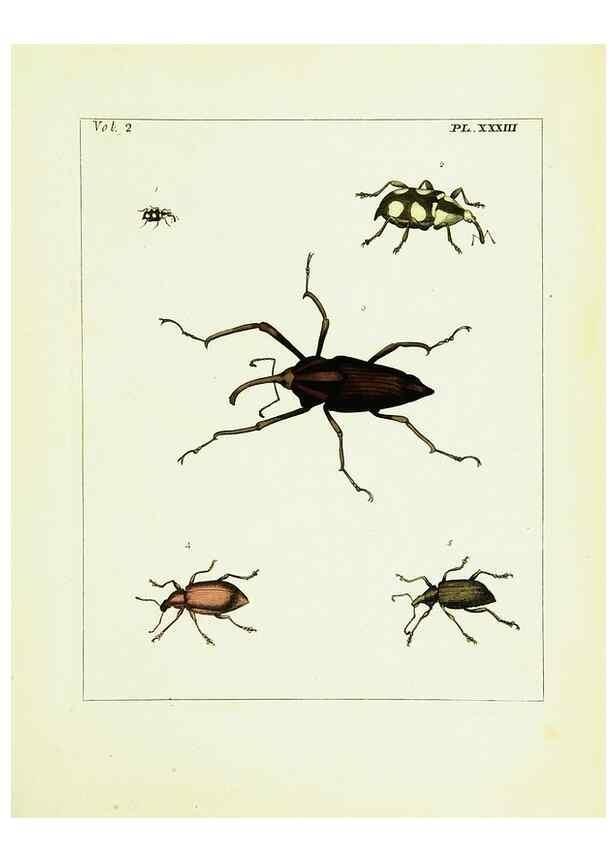 Reproducción/Reproduction 9245772981: Illustrations of natural history.. London,Printed for the author and sold by B. White,1770-82.