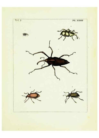 Reproducción/Reproduction 9245772981: Illustrations of natural history.. London,Printed for the author and sold by B. White,1770-82.