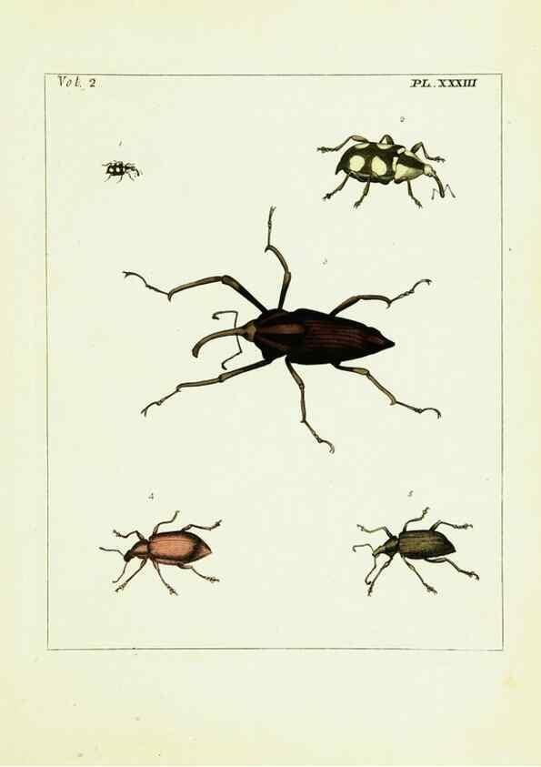 Reproducción/Reproduction 9245772981: Illustrations of natural history.. London,Printed for the author and sold by B. White,1770-82.