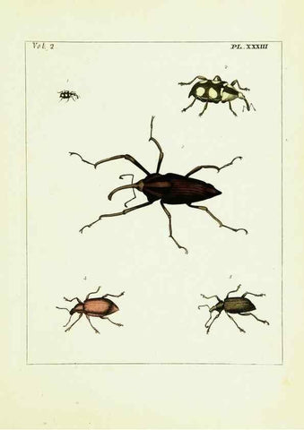 Reproducción/Reproduction 9245772981: Illustrations of natural history.. London,Printed for the author and sold by B. White,1770-82.