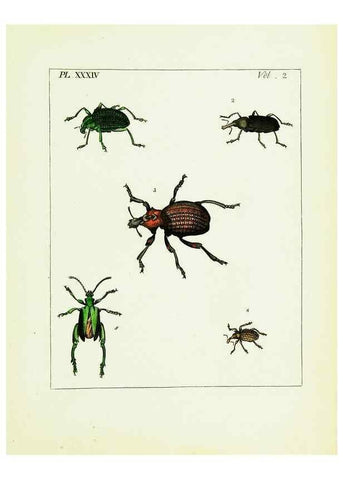 Reproducción/Reproduction 9245773691: Illustrations of natural history.. London,Printed for the author and sold by B. White,1770-82.