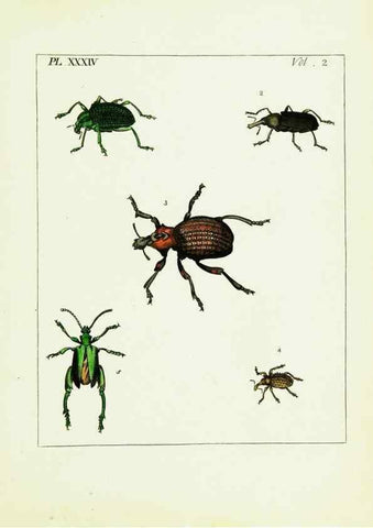 Reproducción/Reproduction 9245773691: Illustrations of natural history.. London,Printed for the author and sold by B. White,1770-82.