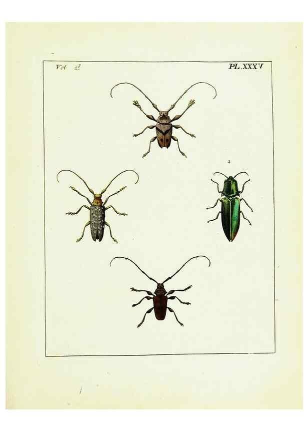 Reproducción/Reproduction 9245774395: Illustrations of natural history.. London,Printed for the author and sold by B. White,1770-82.