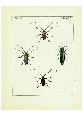 Reproducción/Reproduction 9245774395: Illustrations of natural history.. London,Printed for the author and sold by B. White,1770-82.