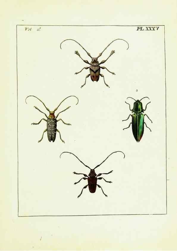 Reproducción/Reproduction 9245774395: Illustrations of natural history.. London,Printed for the author and sold by B. White,1770-82.