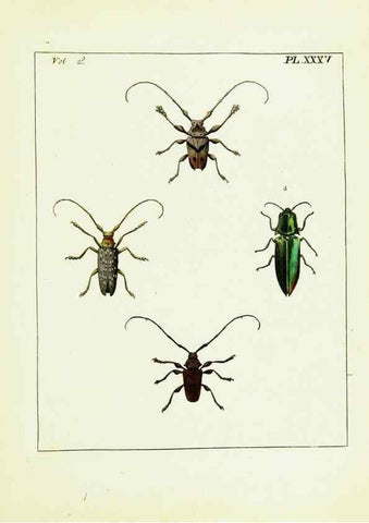 Reproducción/Reproduction 9245774395: Illustrations of natural history.. London,Printed for the author and sold by B. White,1770-82.