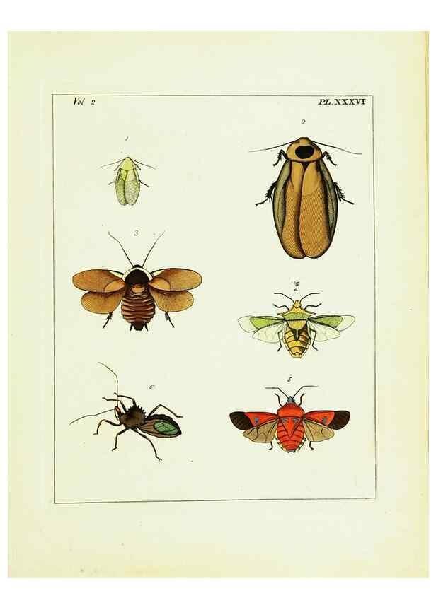 Reproducción/Reproduction 9245775215: Illustrations of natural history.. London,Printed for the author and sold by B. White,1770-82.