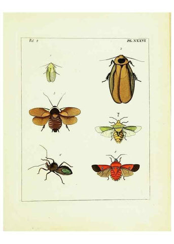 Reproducción/Reproduction 9245775215: Illustrations of natural history.. London,Printed for the author and sold by B. White,1770-82.