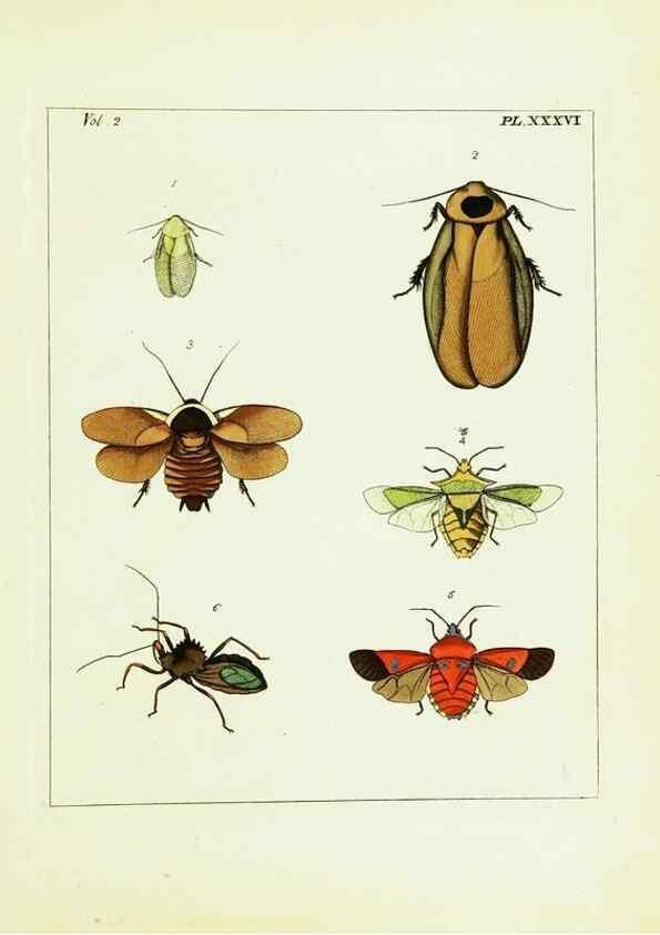 Reproducción/Reproduction 9245775215: Illustrations of natural history.. London,Printed for the author and sold by B. White,1770-82.