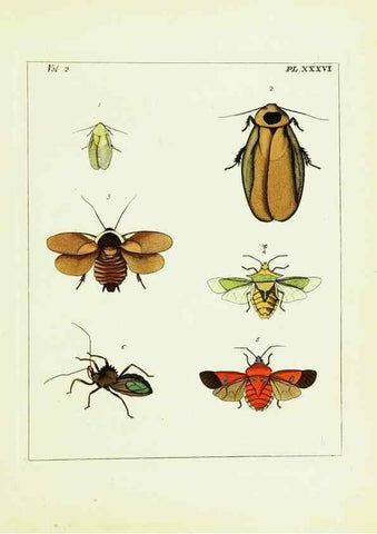 Reproducción/Reproduction 9245775215: Illustrations of natural history.. London,Printed for the author and sold by B. White,1770-82.