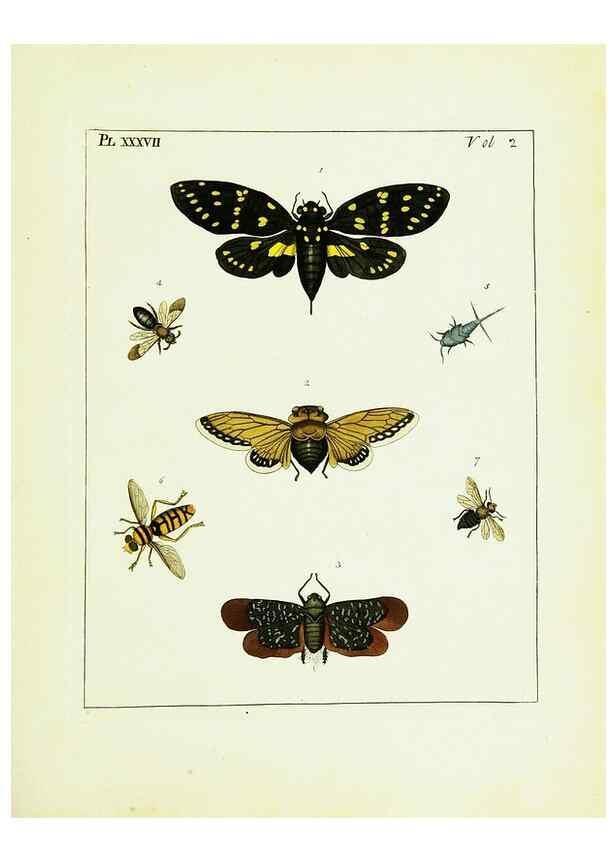 Reproducción/Reproduction 9245776003: Illustrations of natural history.. London,Printed for the author and sold by B. White,1770-82.