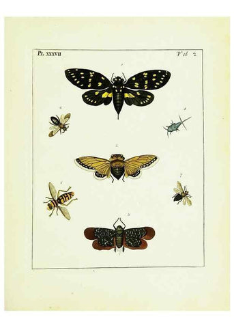 Reproducción/Reproduction 9245776003: Illustrations of natural history.. London,Printed for the author and sold by B. White,1770-82.