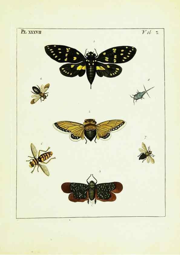 Reproducción/Reproduction 9245776003: Illustrations of natural history.. London,Printed for the author and sold by B. White,1770-82.