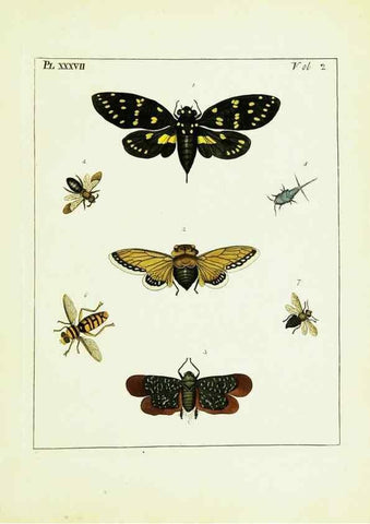 Reproducción/Reproduction 9245776003: Illustrations of natural history.. London,Printed for the author and sold by B. White,1770-82.