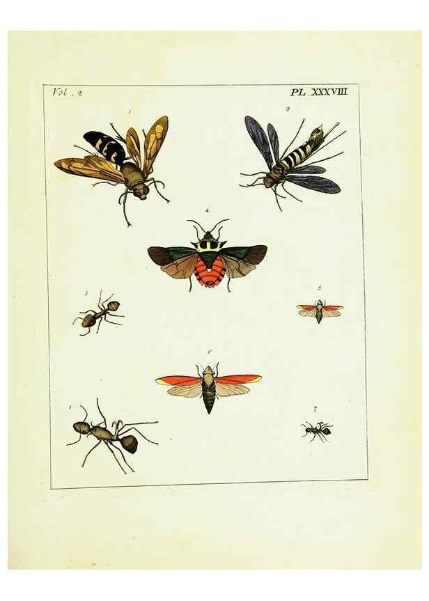 Reproducción/Reproduction 9245776723: Illustrations of natural history.. London,Printed for the author and sold by B. White,1770-82.