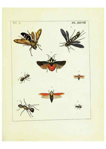 Reproducción/Reproduction 9245776723: Illustrations of natural history.. London,Printed for the author and sold by B. White,1770-82.