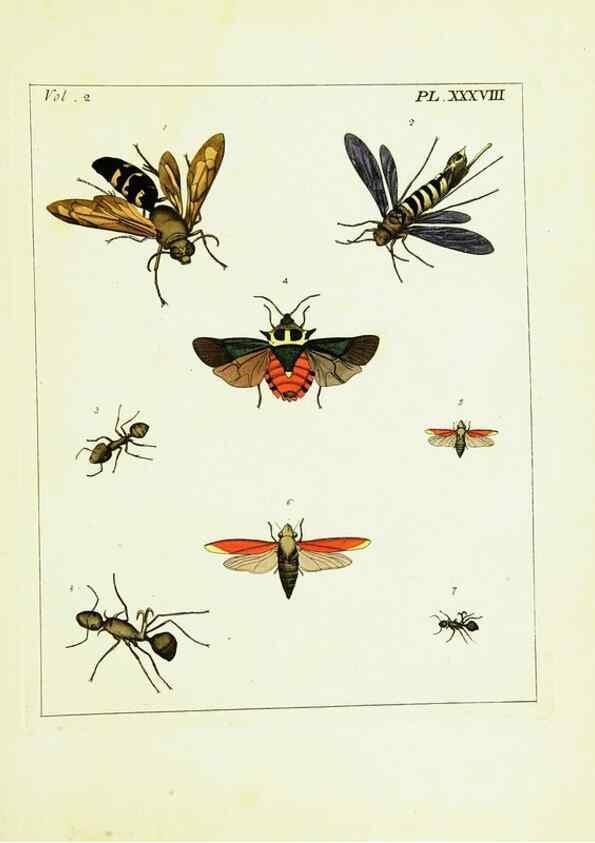 Reproducción/Reproduction 9245776723: Illustrations of natural history.. London,Printed for the author and sold by B. White,1770-82.