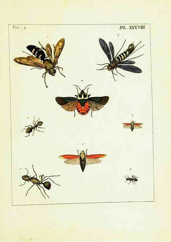 Reproducción/Reproduction 9245776723: Illustrations of natural history.. London,Printed for the author and sold by B. White,1770-82.