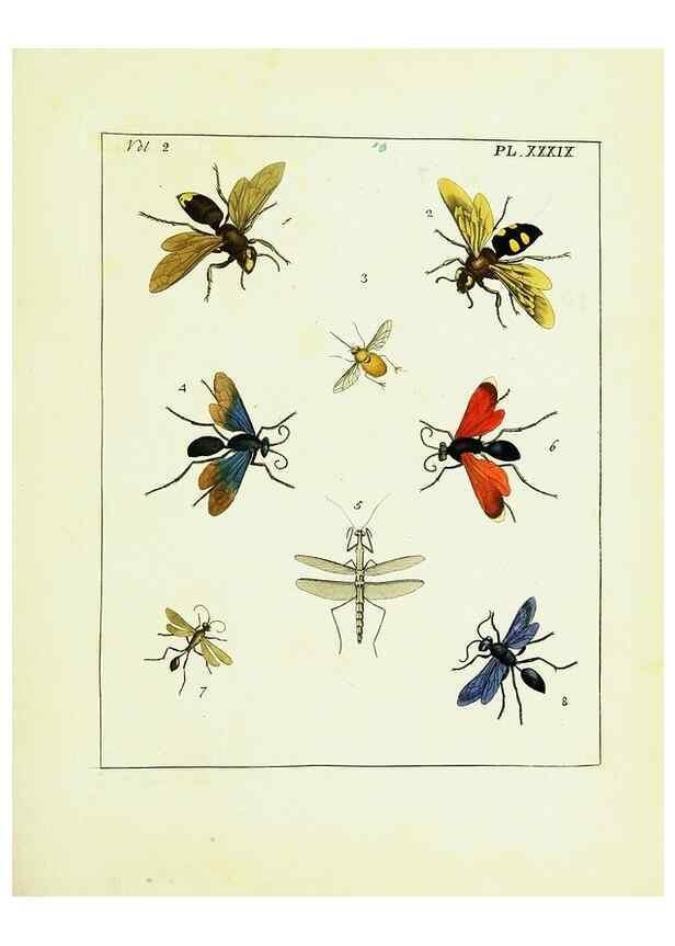 Reproducción/Reproduction 9245777525: Illustrations of natural history.. London,Printed for the author and sold by B. White,1770-82.