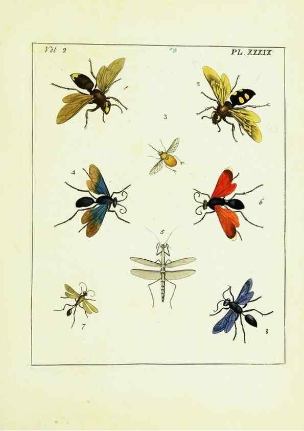 Reproducción/Reproduction 9245777525: Illustrations of natural history.. London,Printed for the author and sold by B. White,1770-82.