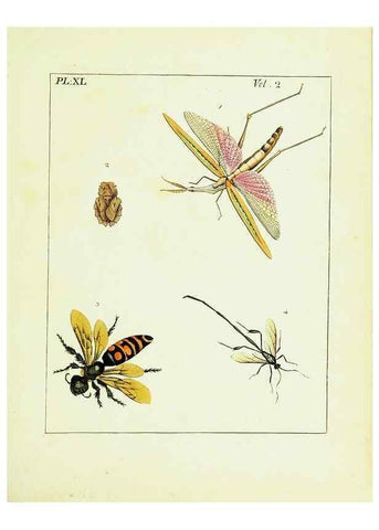 Reproducción/Reproduction 9245778321: Illustrations of natural history.. London,Printed for the author and sold by B. White,1770-82.