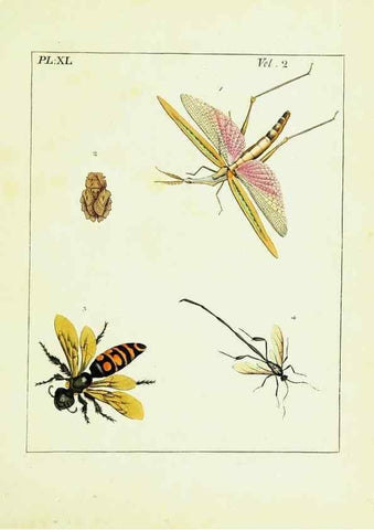 Reproducción/Reproduction 9245778321: Illustrations of natural history.. London,Printed for the author and sold by B. White,1770-82.