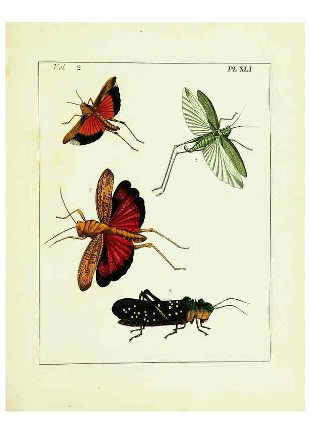Reproducción/Reproduction 9248559858: Illustrations of natural history.. London,Printed for the author and sold by B. White,1770-82.