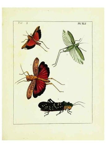 Reproducción/Reproduction 9248559858: Illustrations of natural history.. London,Printed for the author and sold by B. White,1770-82.
