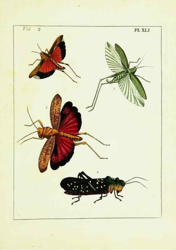 Reproducción/Reproduction 9248559858: Illustrations of natural history.. London,Printed for the author and sold by B. White,1770-82.