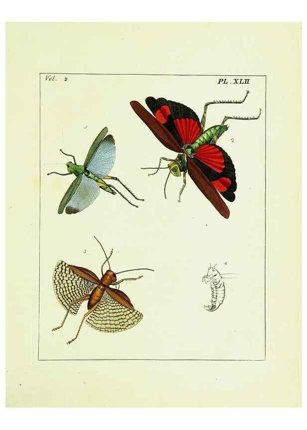 Reproducción/Reproduction 9245779879: Illustrations of natural history.. London,Printed for the author and sold by B. White,1770-82.