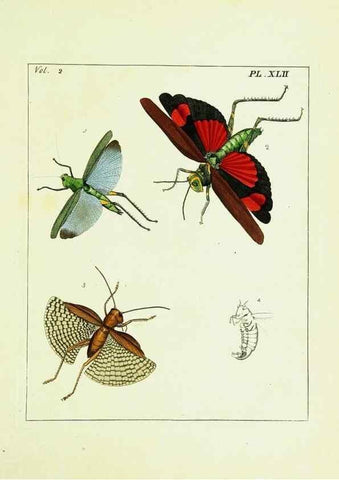 Reproducción/Reproduction 9245779879: Illustrations of natural history.. London,Printed for the author and sold by B. White,1770-82.