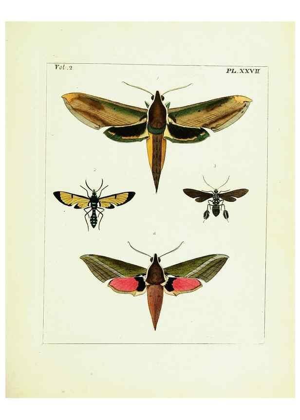 Reproducción/Reproduction 9248549138: Illustrations of natural history.. London,Printed for the author and sold by B. White,1770-82.