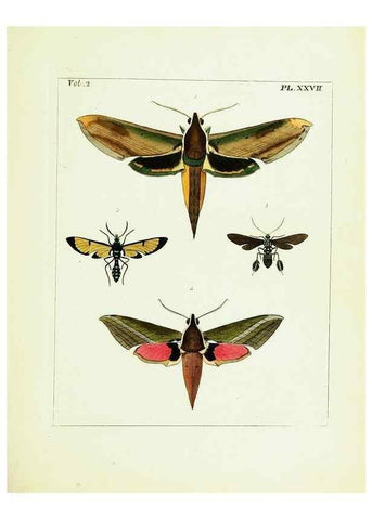 Reproducción/Reproduction 9248549138: Illustrations of natural history.. London,Printed for the author and sold by B. White,1770-82.