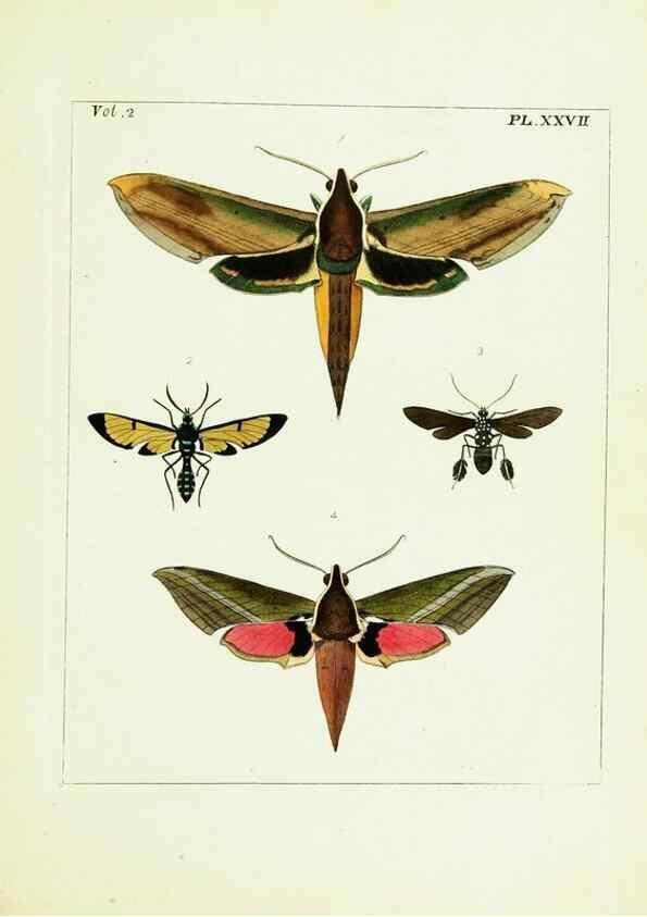 Reproducción/Reproduction 9248549138: Illustrations of natural history.. London,Printed for the author and sold by B. White,1770-82.