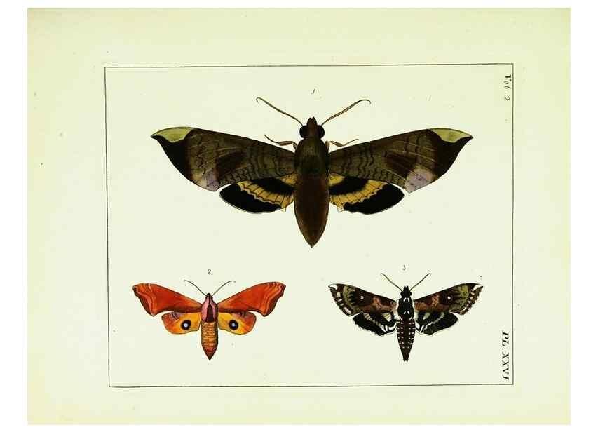 Reproducción/Reproduction 9245767725: Illustrations of natural history.. London,Printed for the author and sold by B. White,1770-82.