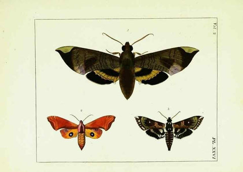 Reproducción/Reproduction 9245767725: Illustrations of natural history.. London,Printed for the author and sold by B. White,1770-82.
