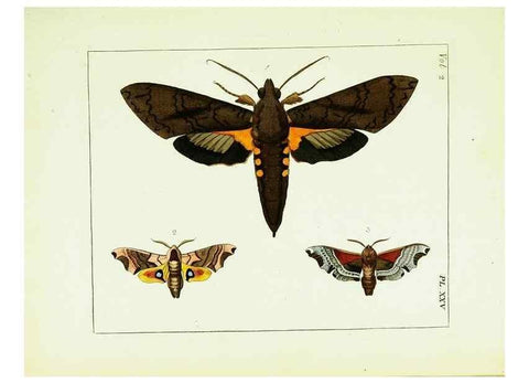 Reproducción/Reproduction 9245766603: Illustrations of natural history.. London,Printed for the author and sold by B. White,1770-82.